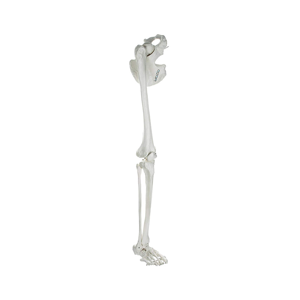 LABZIO Lower Limb Skeleton Model – Life-Size Anatomical Leg with Hip Bone, Tibia, Fibula, Patella & Foot Bones | Ideal for Medical Study, Teaching, Orthopedic & Physiotherapy Training