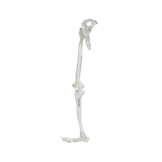 LABZIO Lower Limb Skeleton Model – Life-Size Anatomical Leg with Hip Bone, Tibia, Fibula, Patella & Foot Bones | Ideal for Medical Study, Teaching, Orthopedic & Physiotherapy Training