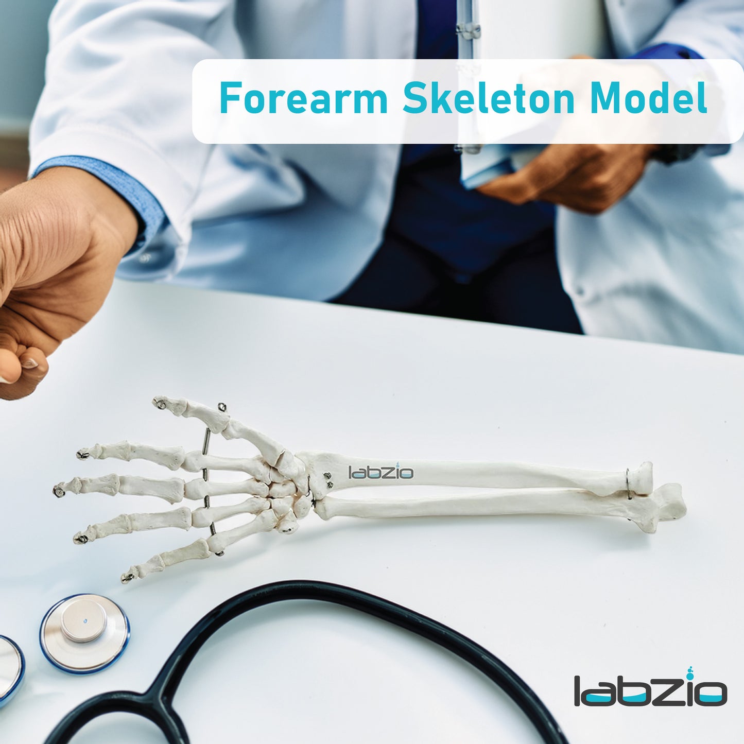 Labzio Forearm Skeleton Model | Premium Anatomical Model with Hand & Articulating Wrist Joint | Realistic Human Arm Bones for Medical Students, Physiotherapy & Educational Use