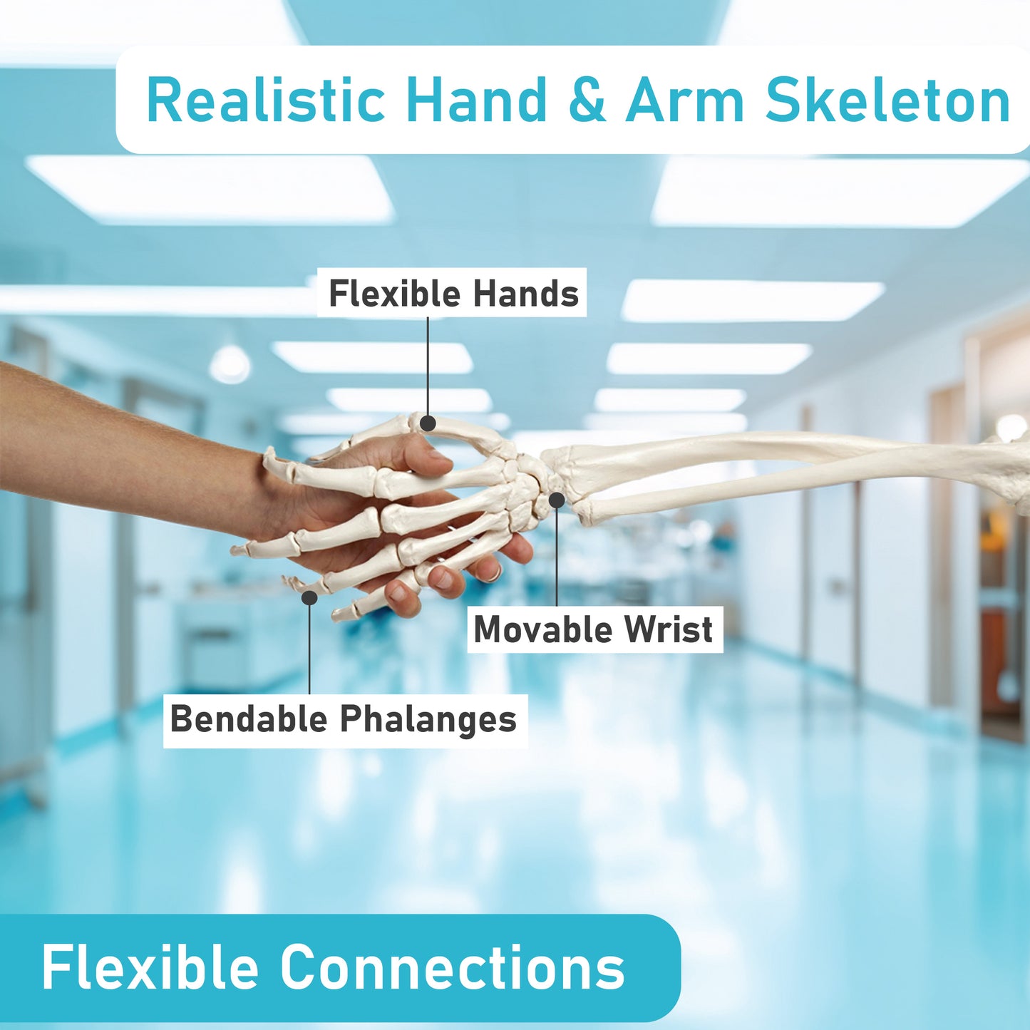 Labzio Forearm Skeleton Model | Premium Anatomical Model with Hand & Articulating Wrist Joint | Realistic Human Arm Bones for Medical Students, Physiotherapy & Educational Use