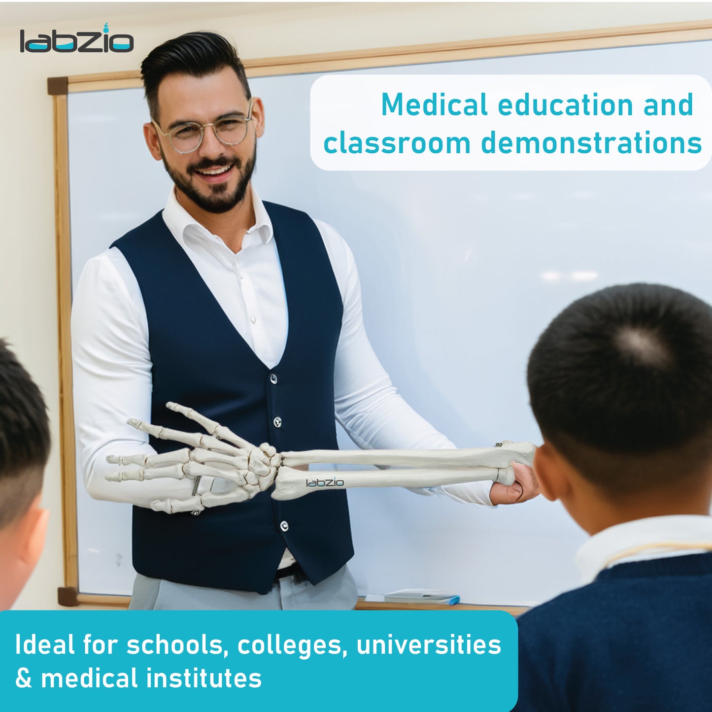 Labzio Forearm Skeleton Model | Premium Anatomical Model with Hand & Articulating Wrist Joint | Realistic Human Arm Bones for Medical Students, Physiotherapy & Educational Use