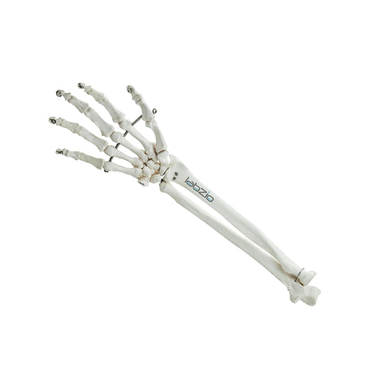Labzio Forearm Skeleton Model | Premium Anatomical Model with Hand & Articulating Wrist Joint | Realistic Human Arm Bones for Medical Students, Physiotherapy & Educational Use