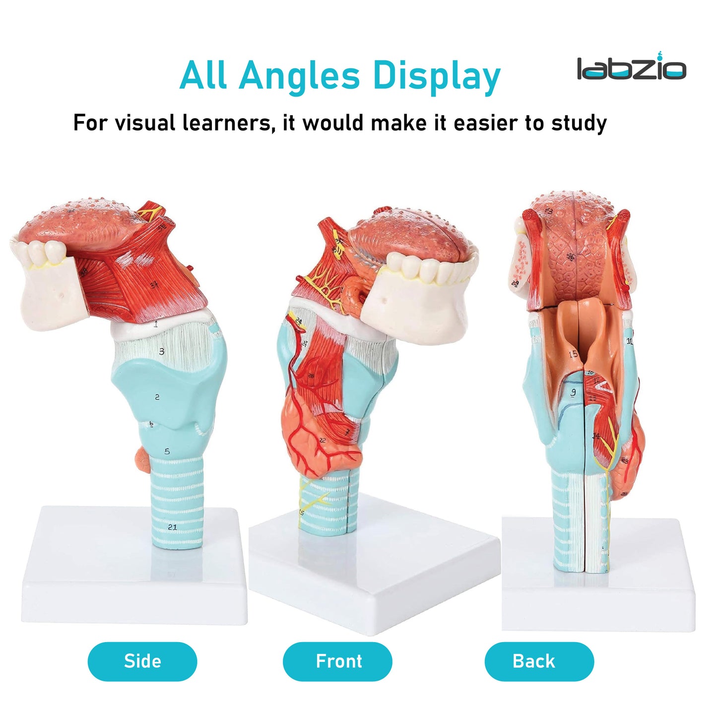 Labzio- Larynx,Tongue and Lower Jaw model, 5 Parts, Natural size, detailed key card included