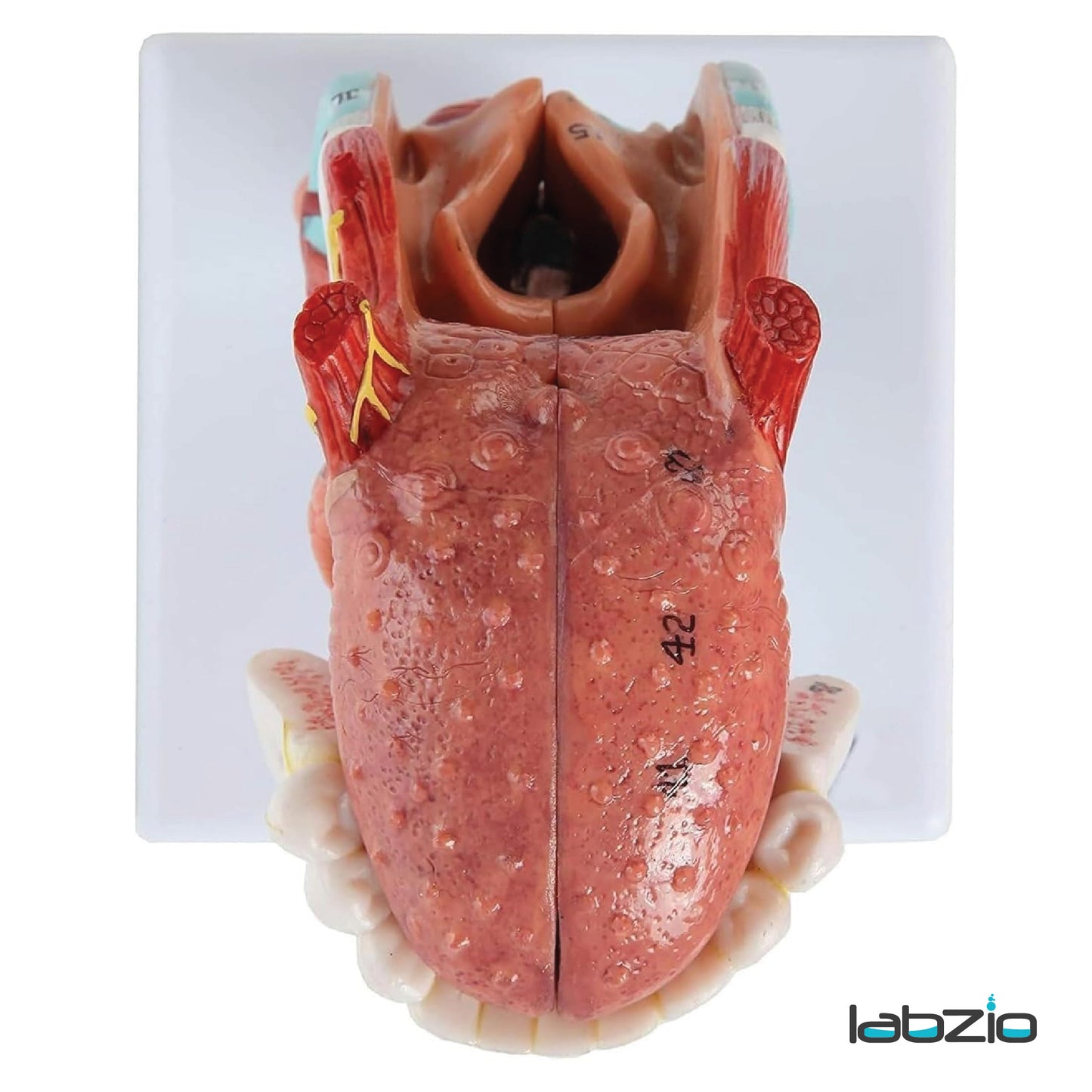 Labzio- Larynx,Tongue and Lower Jaw model, 5 Parts, Natural size, detailed key card included