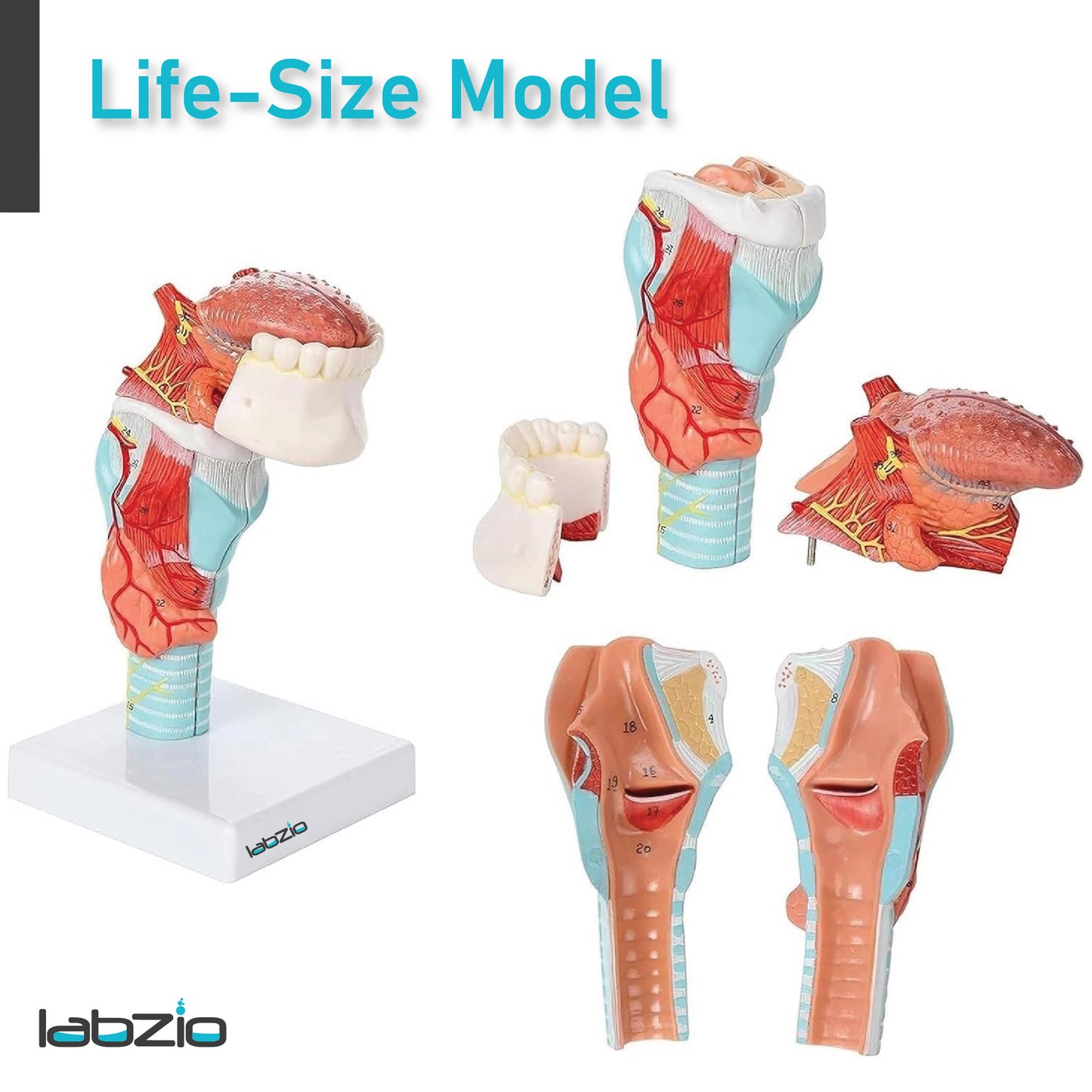 Labzio- Larynx,Tongue and Lower Jaw model, 5 Parts, Natural size, detailed key card included
