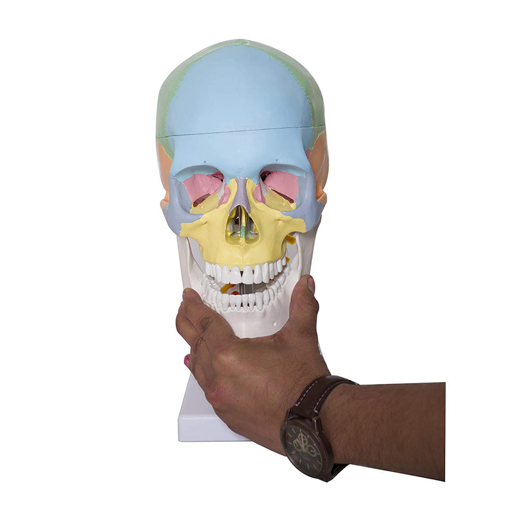 Labzio- Human life size coloured skull with Cervical Vertebrae showing Nerves and Arteries, 3 parts, detailed key card