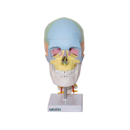 Labzio- Human life size coloured skull with Cervical Vertebrae showing Nerves and Arteries, 3 parts, detailed key card