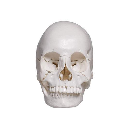 22 part human skull model
