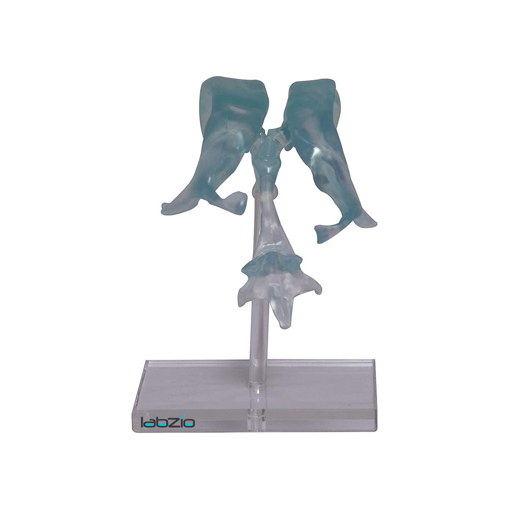 Labzio- Brain Ventricle Model