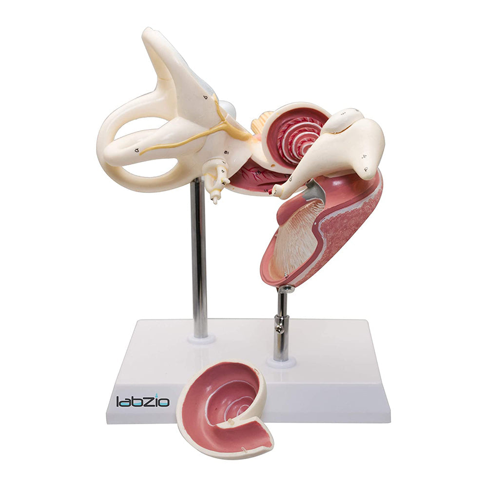 Labzio - Labyrinth with Ossicles and Tympanic Membrane, 3 parts, detailed keycard included, detachable parts, 8 times enlarged