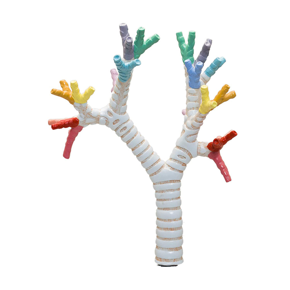 Bronchial tree, natural size, coloured, detailed key card included