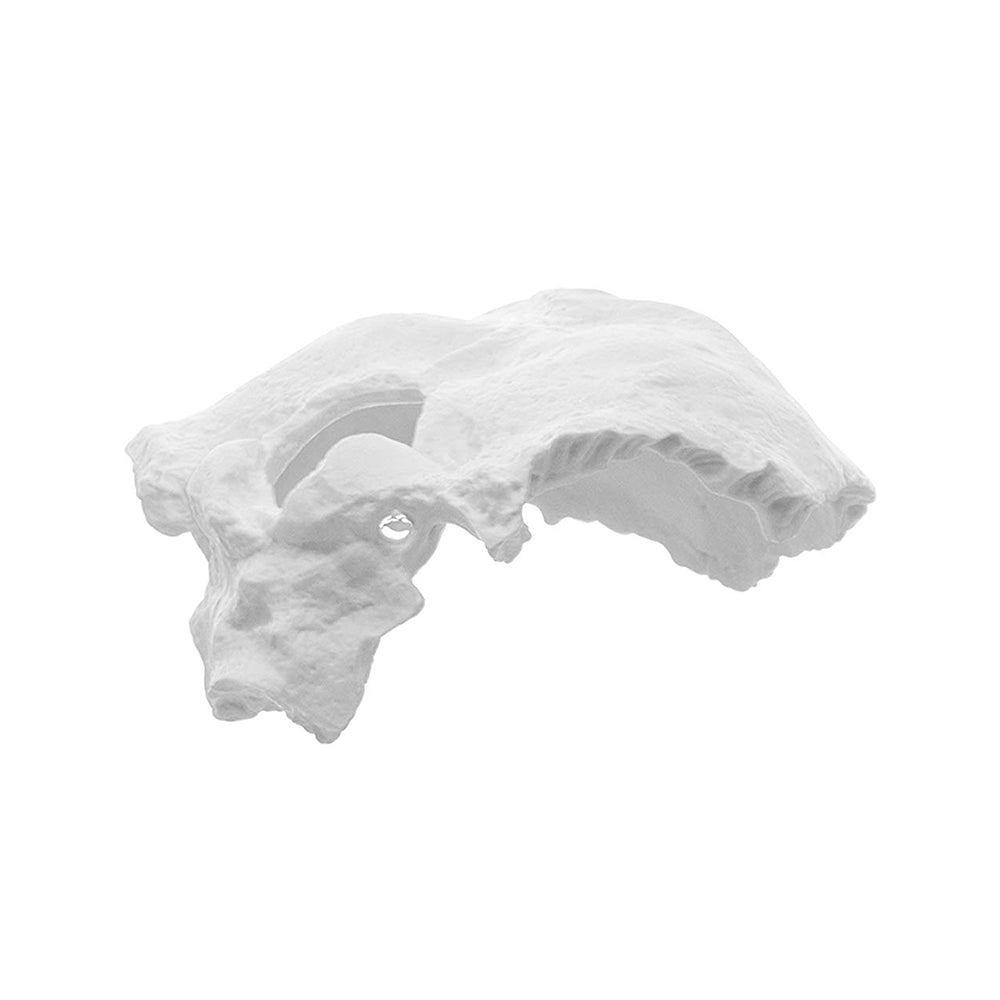 Labzio - Occipital Bone Model