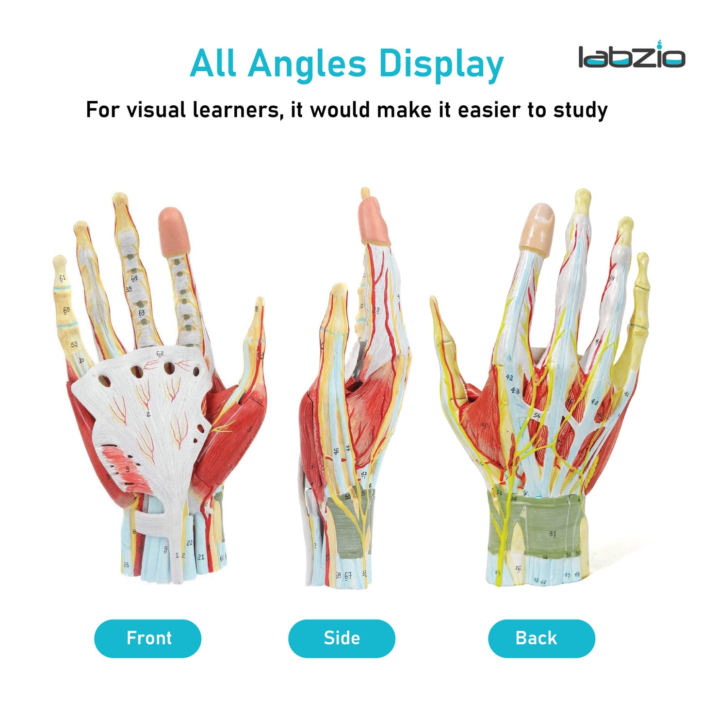LABZIO Life-Size Hand Skeleton Model | 7-Part Anatomical Model with Ligaments, Muscles, Nerves & Arteries | Medical Study Model for Students, Physiotherapy, Orthopedic & Chiropractic Education