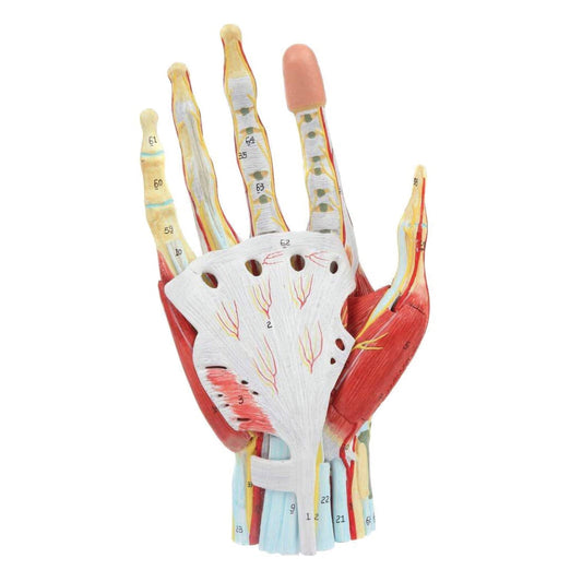 LABZIO Life-Size Hand Skeleton Model | 7-Part Anatomical Model with Ligaments, Muscles, Nerves & Arteries | Medical Study Model for Students, Physiotherapy, Orthopedic & Chiropractic Education