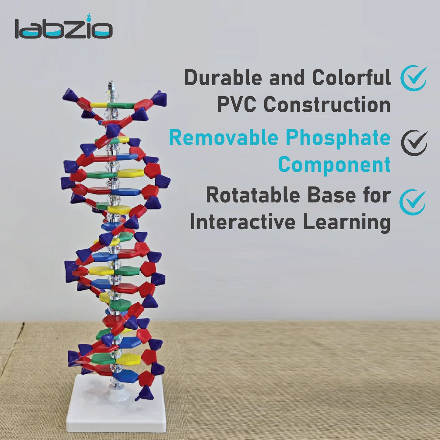 LABZIO-DNA Model13 x 43 CM) | Mounted on Rotatable, Made of Durable and Colorful PVC | Phosphate can be Removed