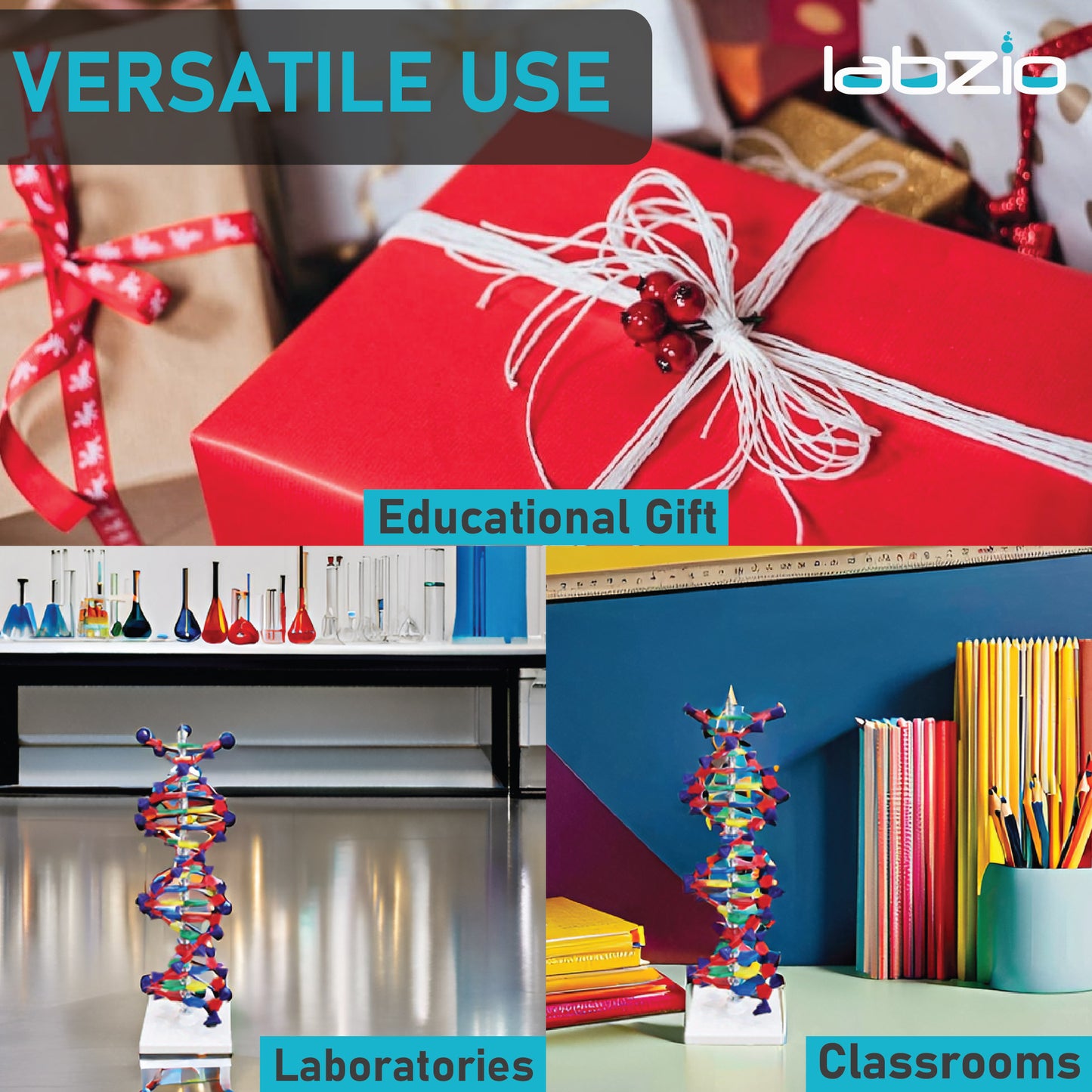 LABZIO-DNA Model13 x 43 CM) | Mounted on Rotatable, Made of Durable and Colorful PVC | Phosphate can be Removed