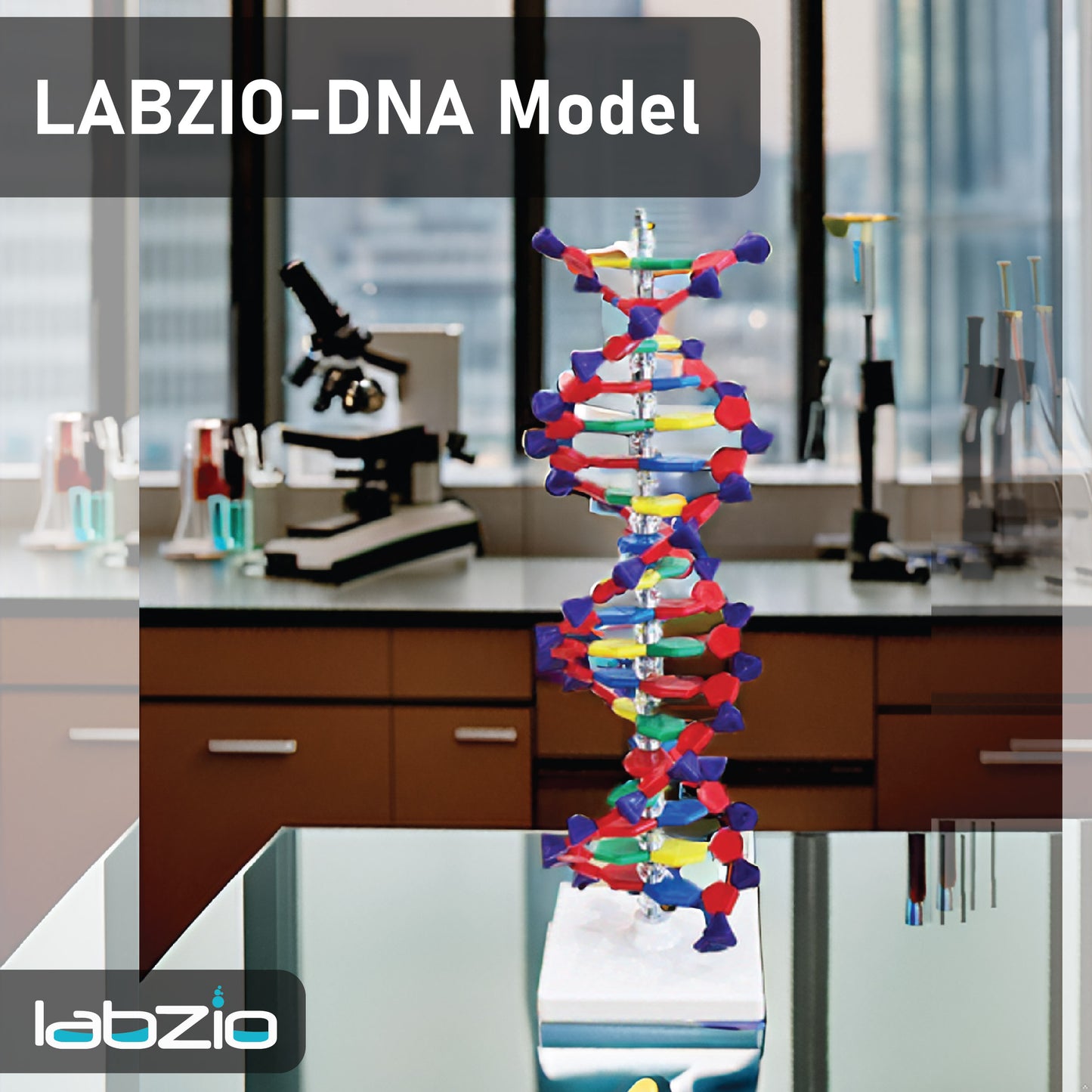 LABZIO-DNA Model13 x 43 CM) | Mounted on Rotatable, Made of Durable and Colorful PVC | Phosphate can be Removed