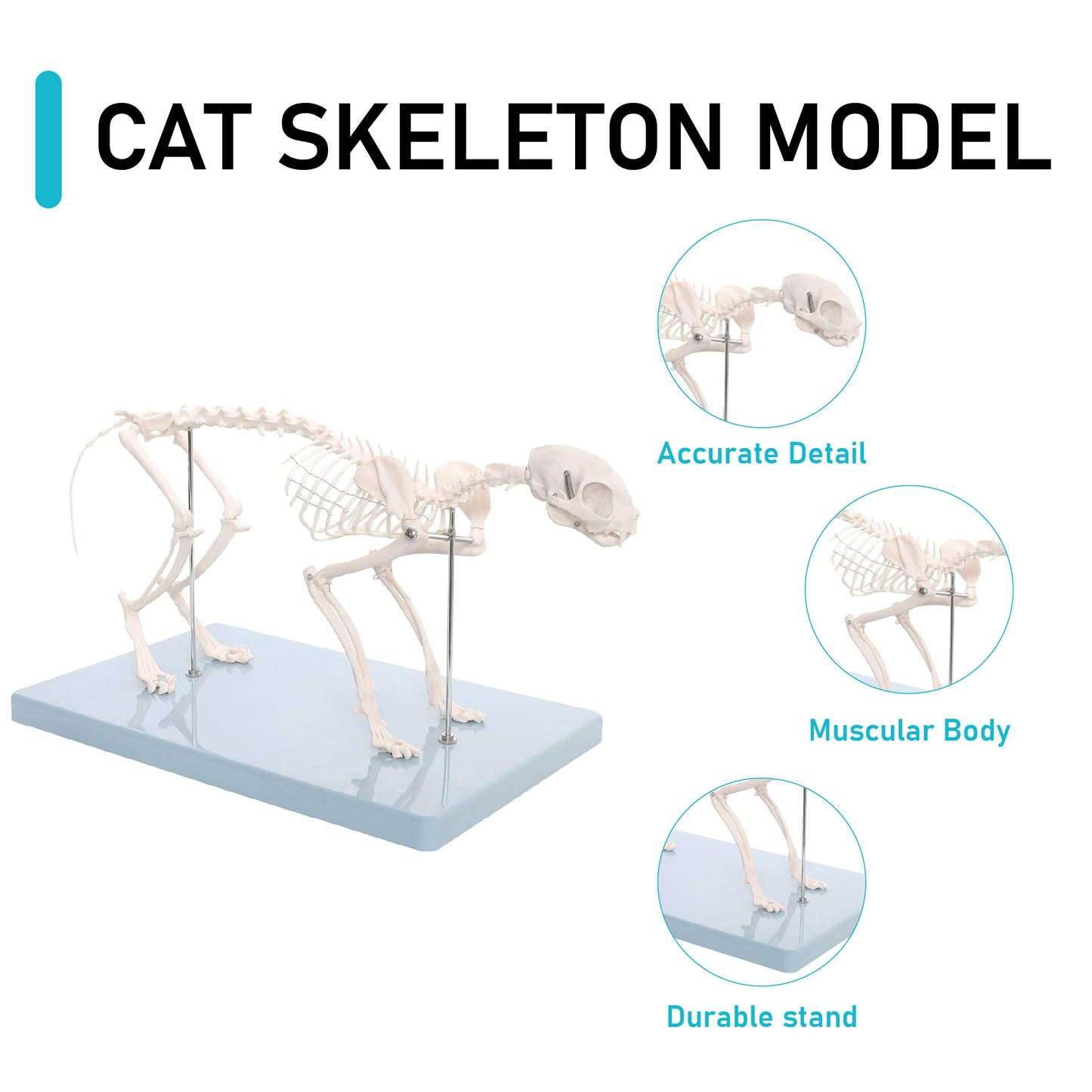 Life-Size Cat Skeleton Model | Realistic Feline Anatomy for Veterinary Study, Medical Training, Biology Class & Pet Owners | Educational Animal Skeleton Model for Students & Professionals