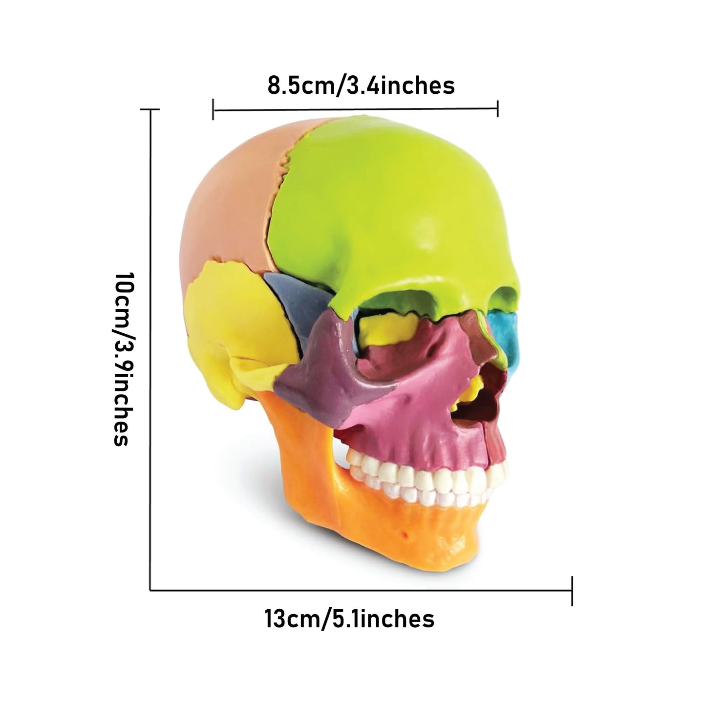 LABZIO-Anatomy Skull Model 15 Parts Human Anatomy Exploded Skull Detachable Palm-Sized Mini Human Color Medical Skull Model,Medical Dental Clinic Teaching Equipment,Learning with Color Study Manual