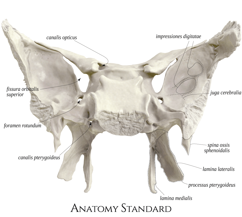 Labzio - Sphenoid Bone, Anatomically Correct, Cast From Original Human Skull, Extremely Detailed, Anatomical Model