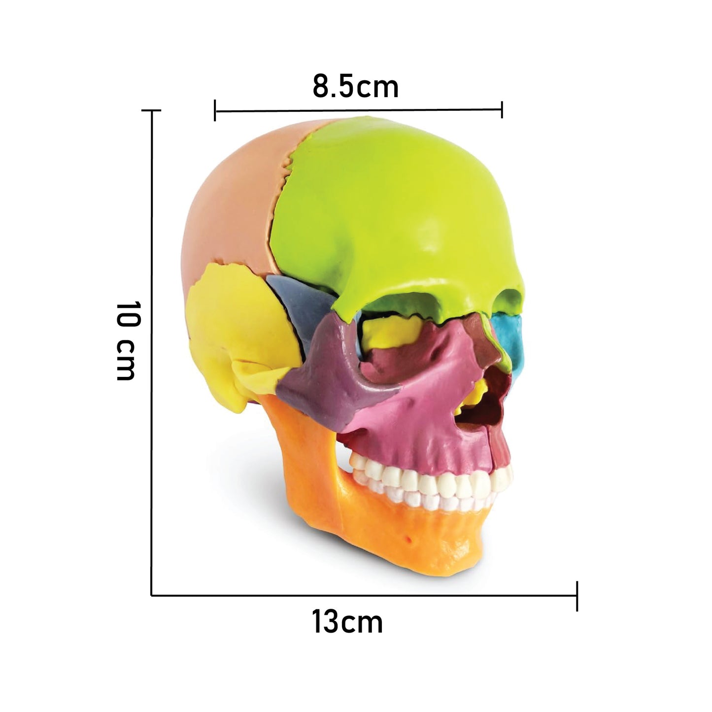 LABZIO-Anatomy Skull Model 15 Parts Human Anatomy Exploded Skull Detachable Palm-Sized Mini Human Color Medical Skull Model,Medical Dental Clinic Teaching Equipment,Learning with Color Study Manual