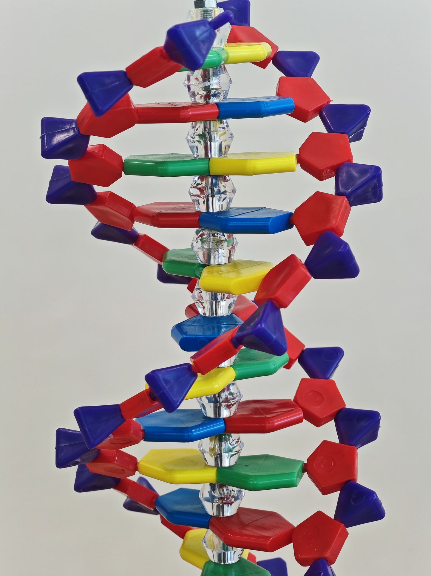 LABZIO-DNA Model13 x 43 CM) | Mounted on Rotatable, Made of Durable and Colorful PVC | Phosphate can be Removed
