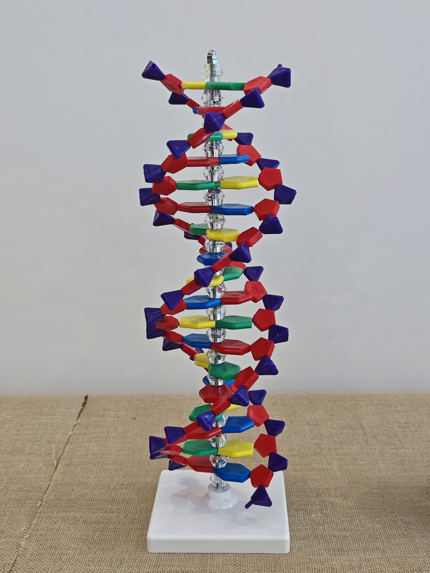 LABZIO-DNA Model13 x 43 CM) | Mounted on Rotatable, Made of Durable and Colorful PVC | Phosphate can be Removed