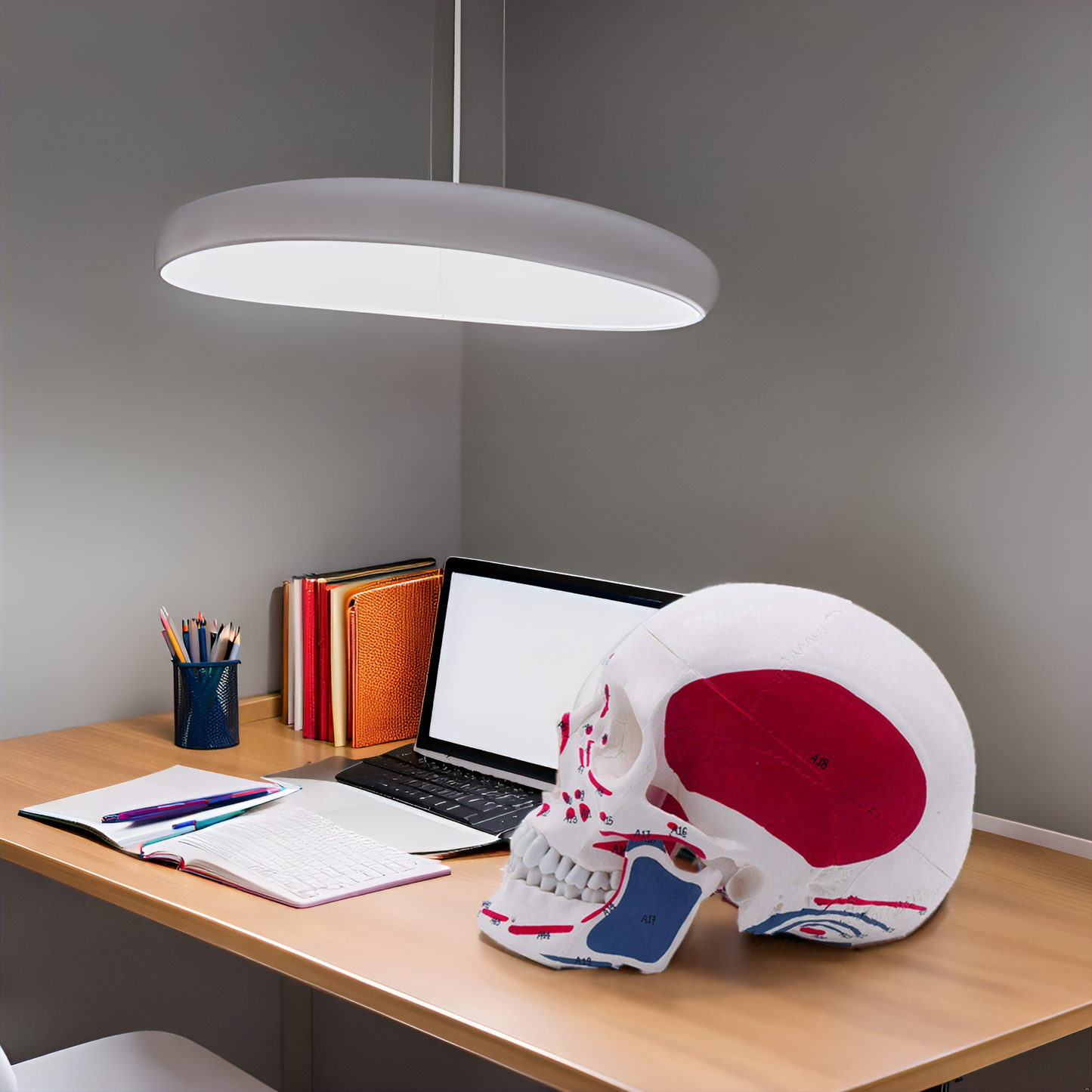 LABZIO Premium Life Size Human Skull Model Featuring Muscle Insertions, Removable Calvarium, And Articulating Jaw For Detailed Anatomy Study Includes 3 Parts & Detailed Key Card, Multicolor