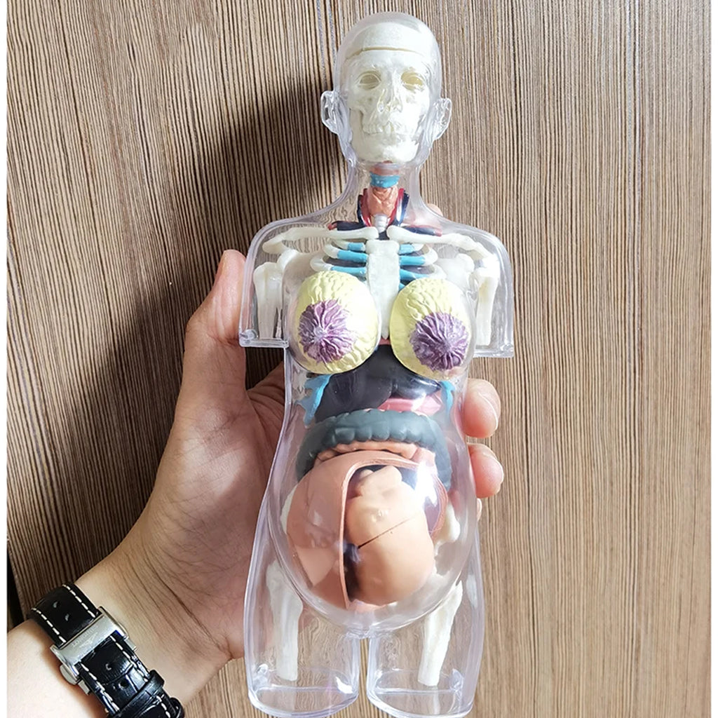 LABZIO 4D Master Transparent Pregnant Female Anatomy Learning Model Kit | Detailed Educational Figure for Medical Training, Classroom Teaching, Patient Education & Anatomical Study | Nursing Students