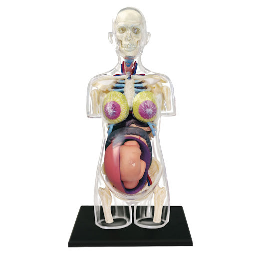 LABZIO 4D Master Transparent Pregnant Female Anatomy Learning Model Kit | Detailed Educational Figure for Medical Training, Classroom Teaching, Patient Education & Anatomical Study | Nursing Students