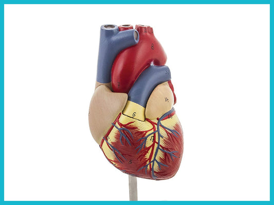 Human Heart: Anatomy, Function, and the Role of Anatomical Heart Models