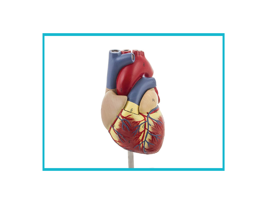 Human Heart: Anatomy, Function, and the Role of Anatomical Heart Models
