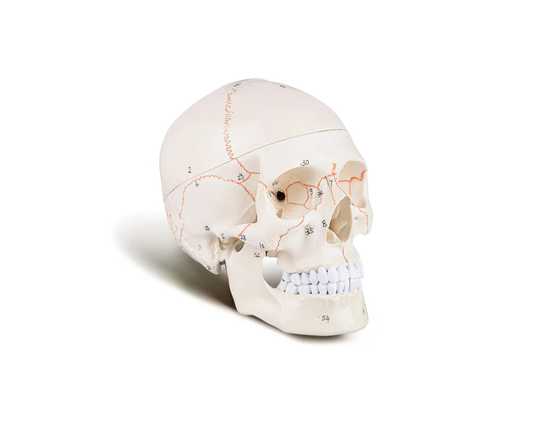 Numbering Skull