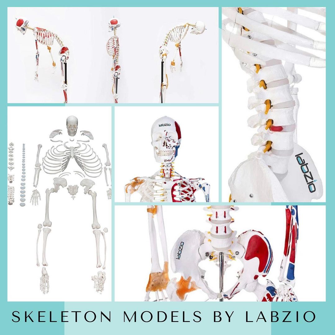 medical model – labzio