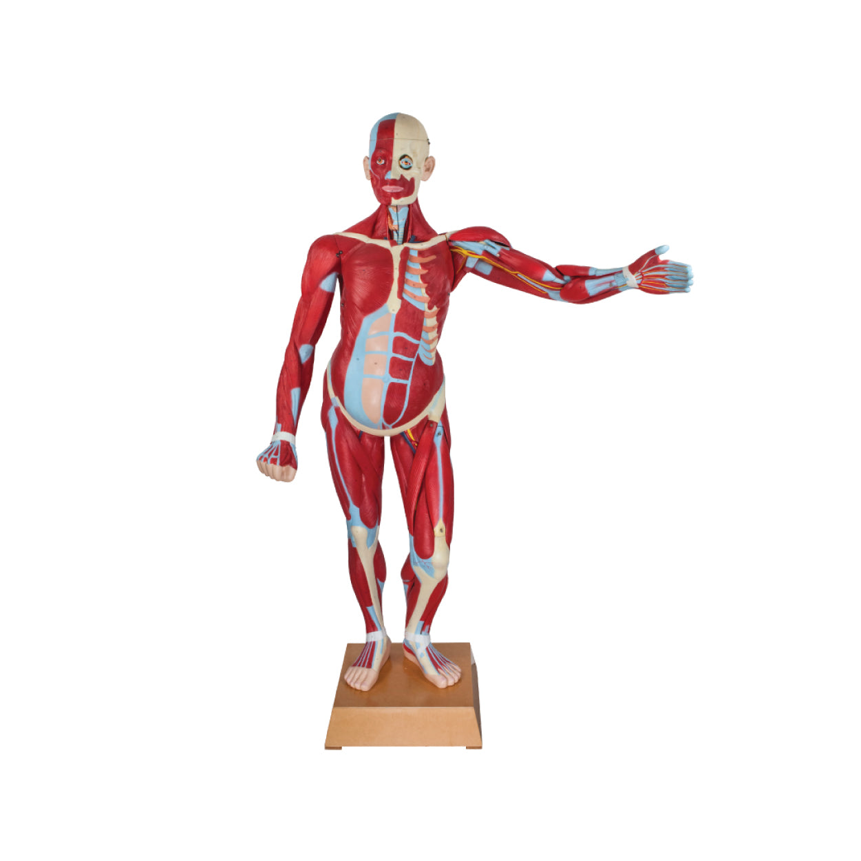 Medical Models – labzio