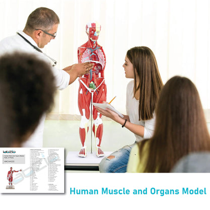 Labzio Human Muscular Figure Model (Male) - 27 Parts with Detailed Key Card, Anatomical Educational Model for Students, Teachers, and Healthcare Professionals