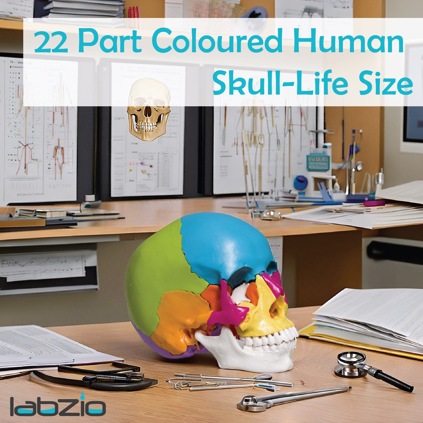 22 part coloured human skull,life size, 22 individual bones ,easy learning anatomy for students in detail, detailed key card included