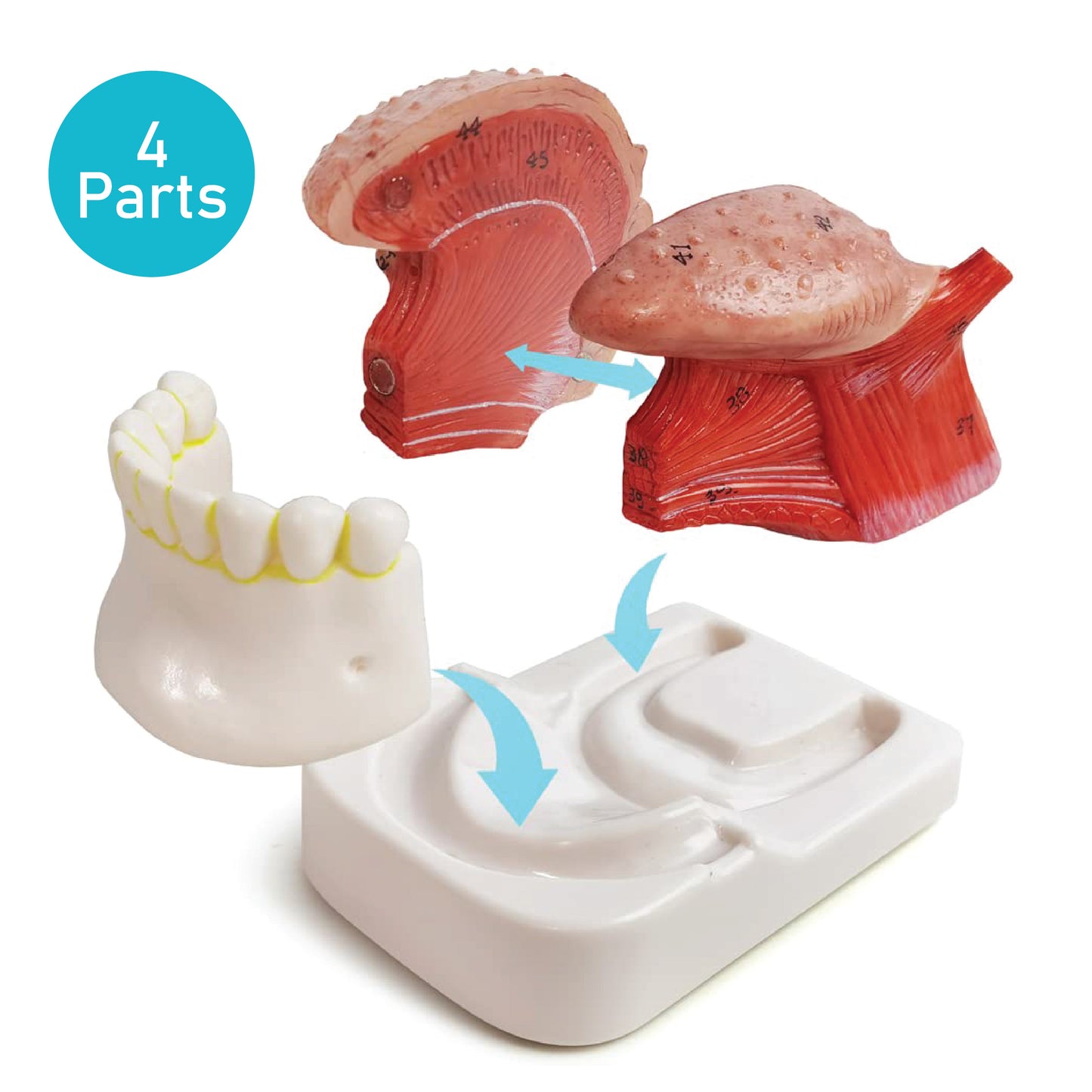 Labzio - Coloured and Coded,3 parts Tongue model,Natural size with key card