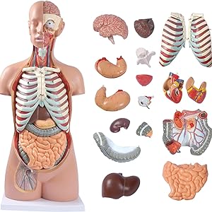Premium Anatomical Human Torso, Unisex, with Open Neck and Back Showing Central Nervous System, 17 Parts, 88cm,Medical Grade Model with Detailed Key Card