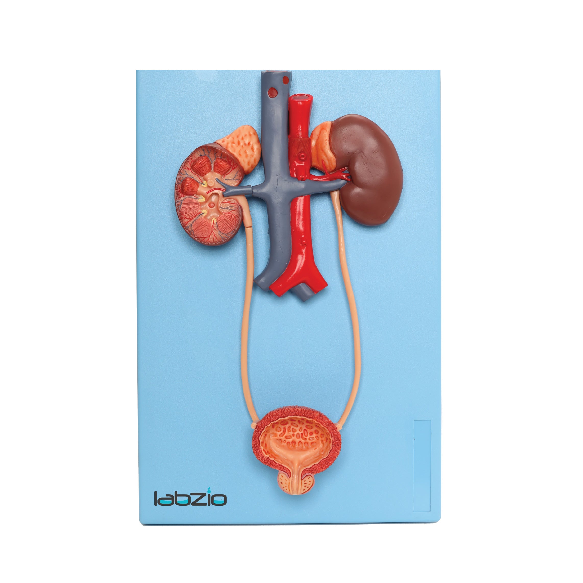 Urinary System Anatomy Model Urinary System Anatomy And Physiology