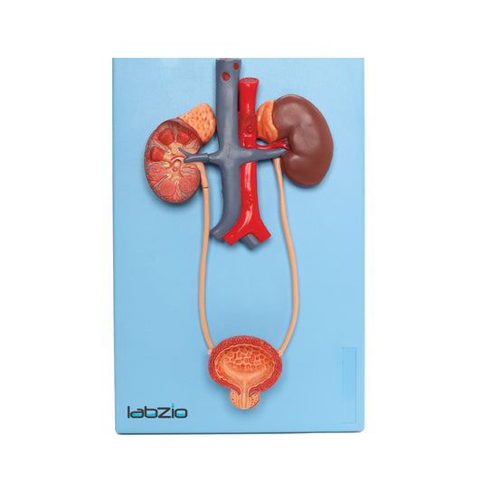 LABZIO Anatomical Urinary System 3D Relief Model, Model On Base, Showing Kidney, Adrenal Glands, Ureter and Bladder, Supplied with Detailed Study Guide