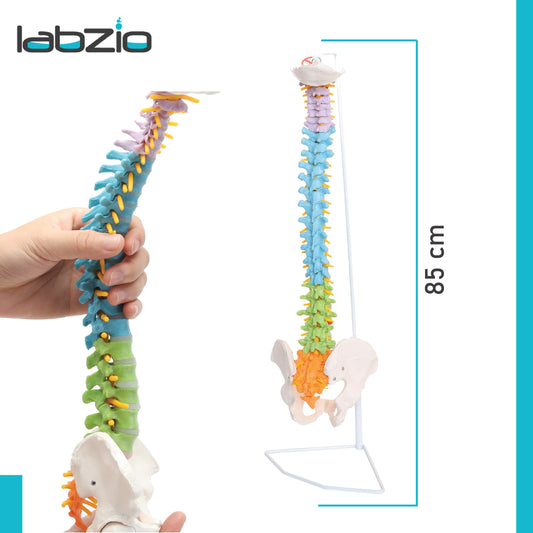 Labzio - 3D Life Size Flexible Male Spinal Column 3-part colored,Spinal Nerves,Occipital Plate,Anatomical Model,Perfect for Orthopaedics,Doctors,Therapists,Medical Students with 85 cm stand