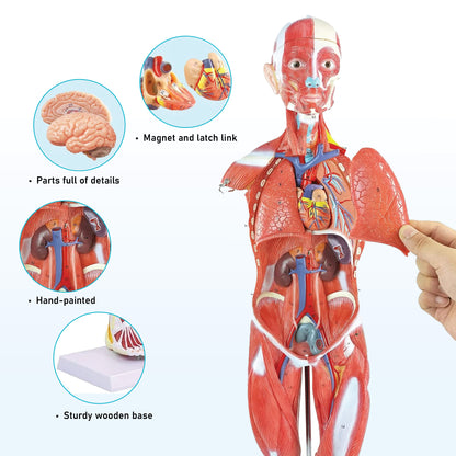 Labzio Human Muscular Figure Model (Male) - 27 Parts with Detailed Key Card, Anatomical Educational Model for Students, Teachers, and Healthcare Professionals
