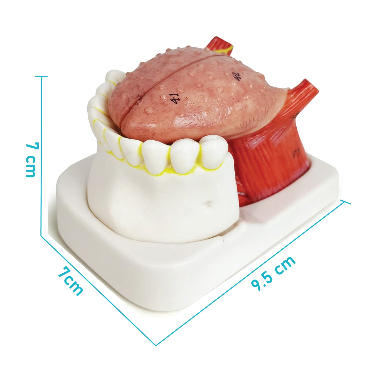 Labzio - Coloured and Coded,3 parts Tongue model,Natural size with key card