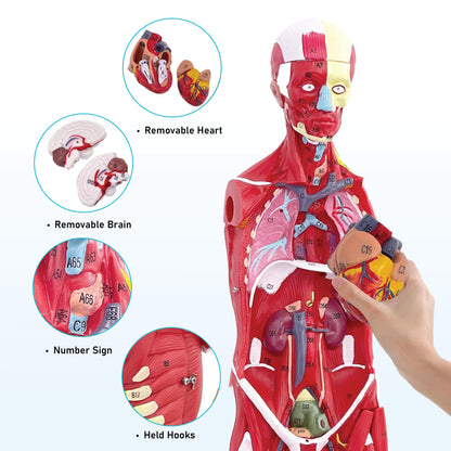 Labzio Human Muscular Figure Model (Male) - 27 Parts with Detailed Key Card, Anatomical Educational Model for Students, Teachers, and Healthcare Professionals