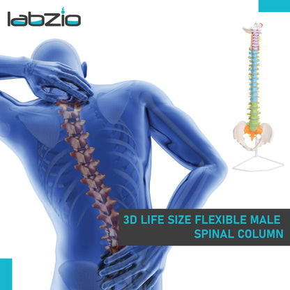 Life Size Flexible Male Spinal Column 3-part colored