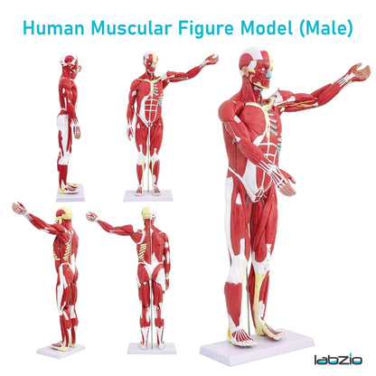Labzio Human Muscular Figure Model (Male) - 27 Parts with Detailed Key Card, Anatomical Educational Model for Students, Teachers, and Healthcare Professionals