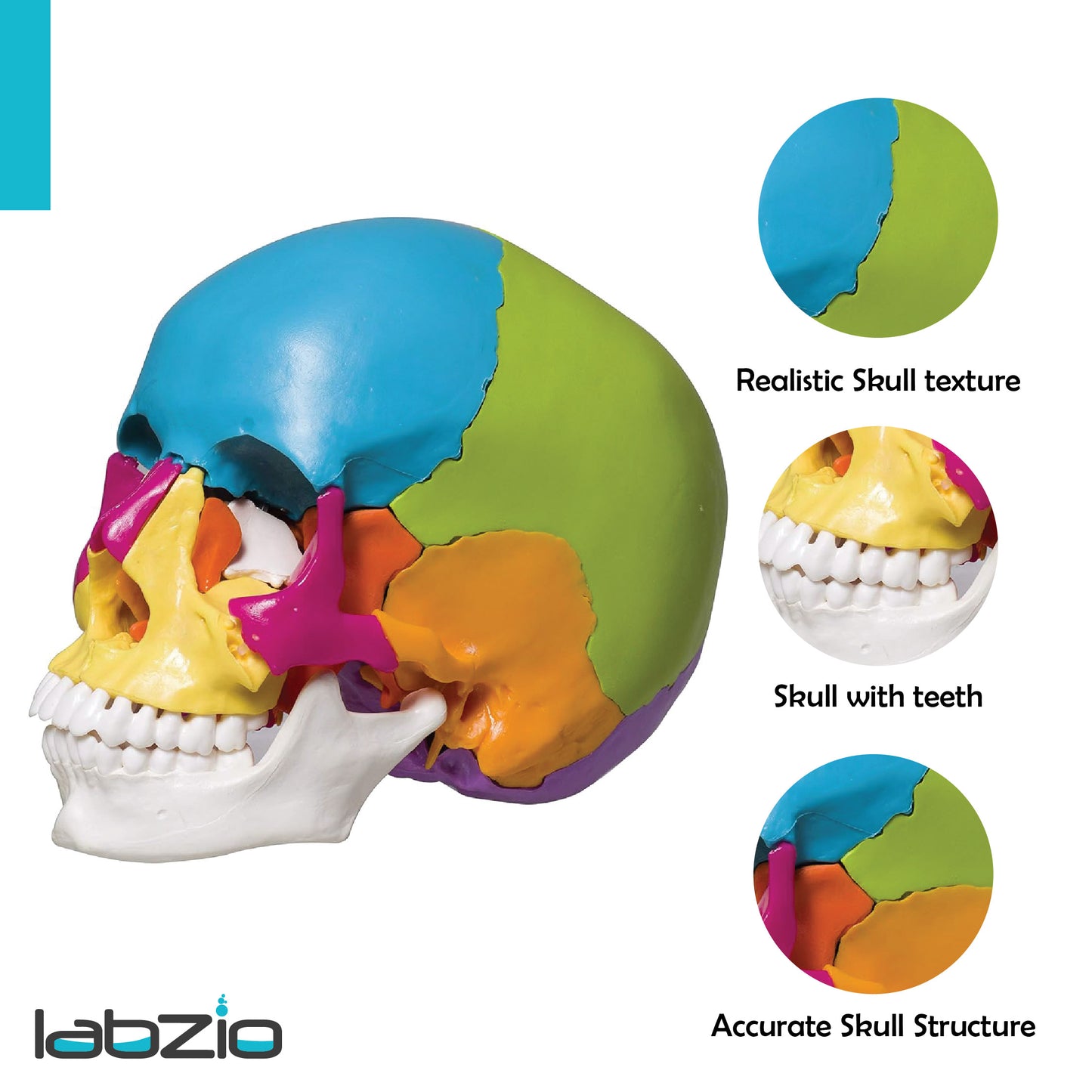 22 part coloured human skull,life size, 22 individual bones ,easy learning anatomy for students in detail, detailed key card included