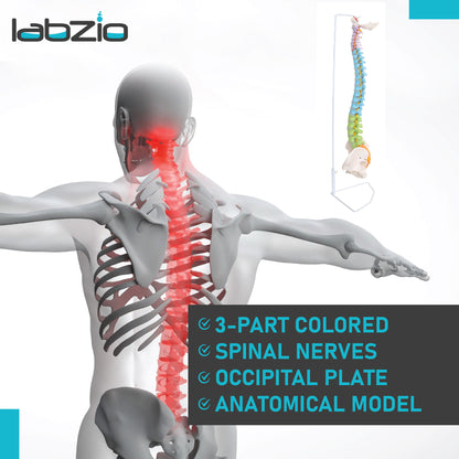 Life Size Flexible Male Spinal Column 3-part colored
