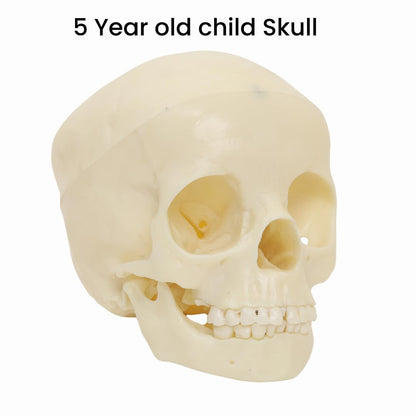 Labzio- 5-Year-Old Child Skull Model – Natural Size, 3-Part Educational Anatomy Model with Removable Parts for Classroom Teaching and Medical Training